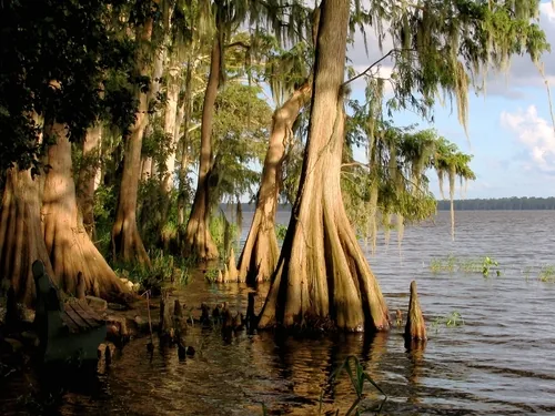 Bald cypress, photograph