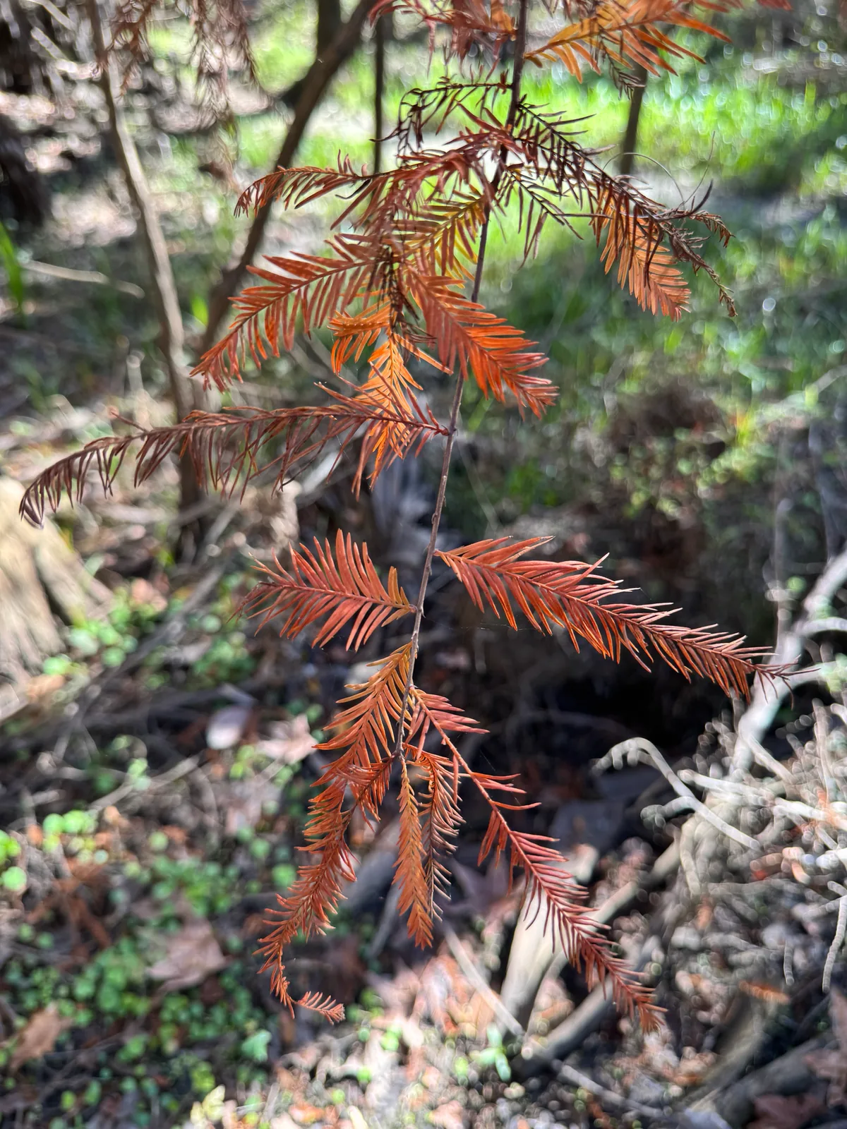 Bald Cypress (Taxodium distichum), photograph