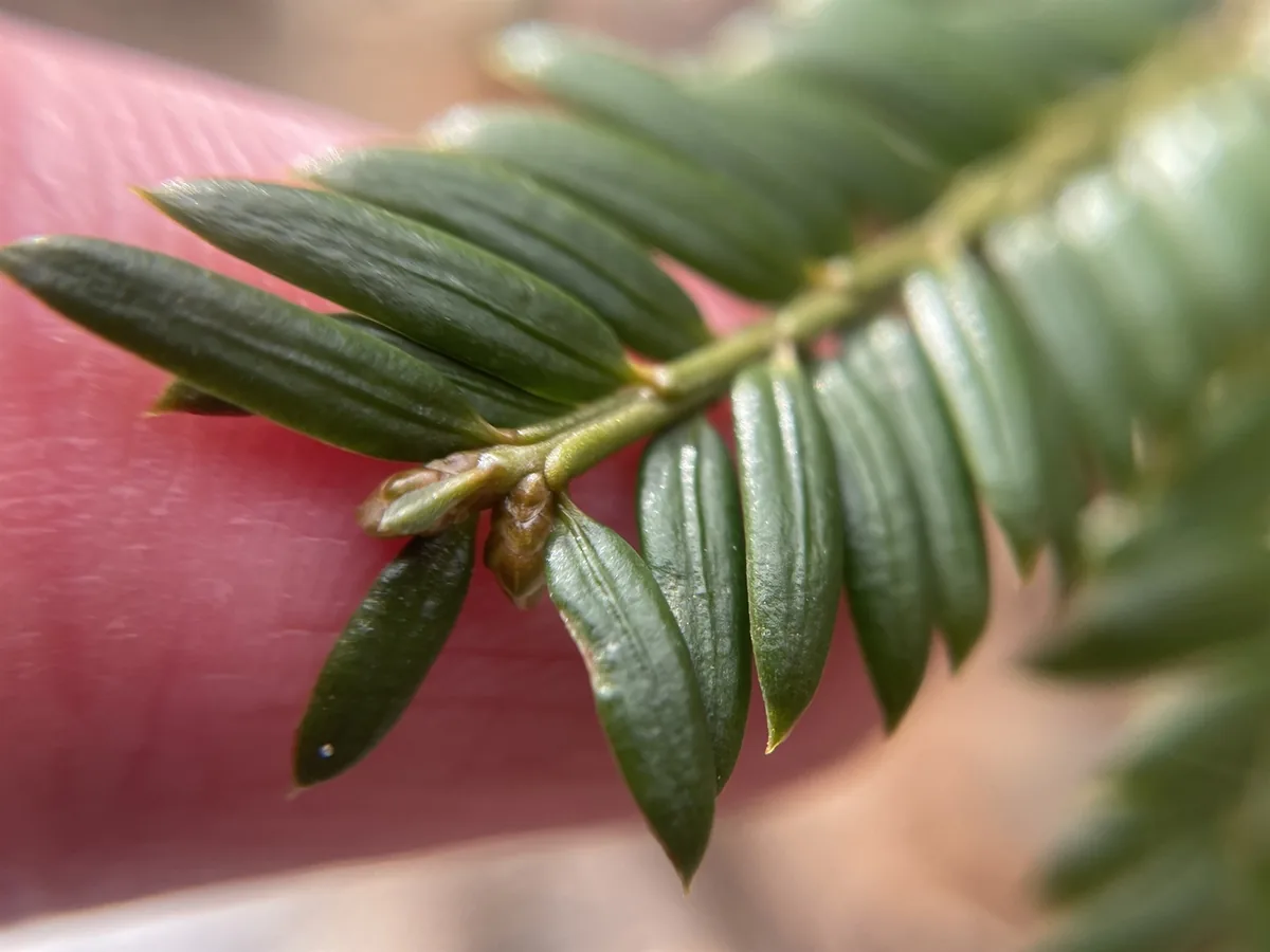 Photo: Theodor Korsgaard · CC BY · via GBIF Yew (Taxus × media), photograph