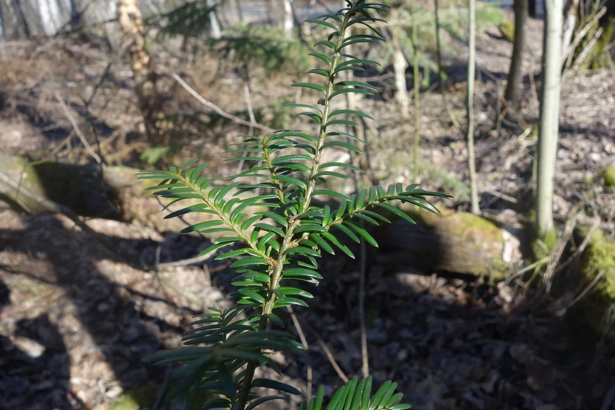 Photo: Ole Bjørn Braathen · CC BY · via GBIF yew (Taxus × media), photograph