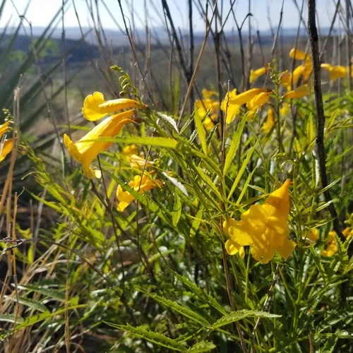 Esperanza (Tecoma stans), photograph