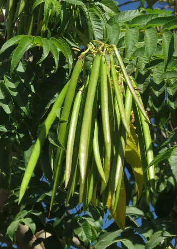 Esperanza (Tecoma stans), photograph