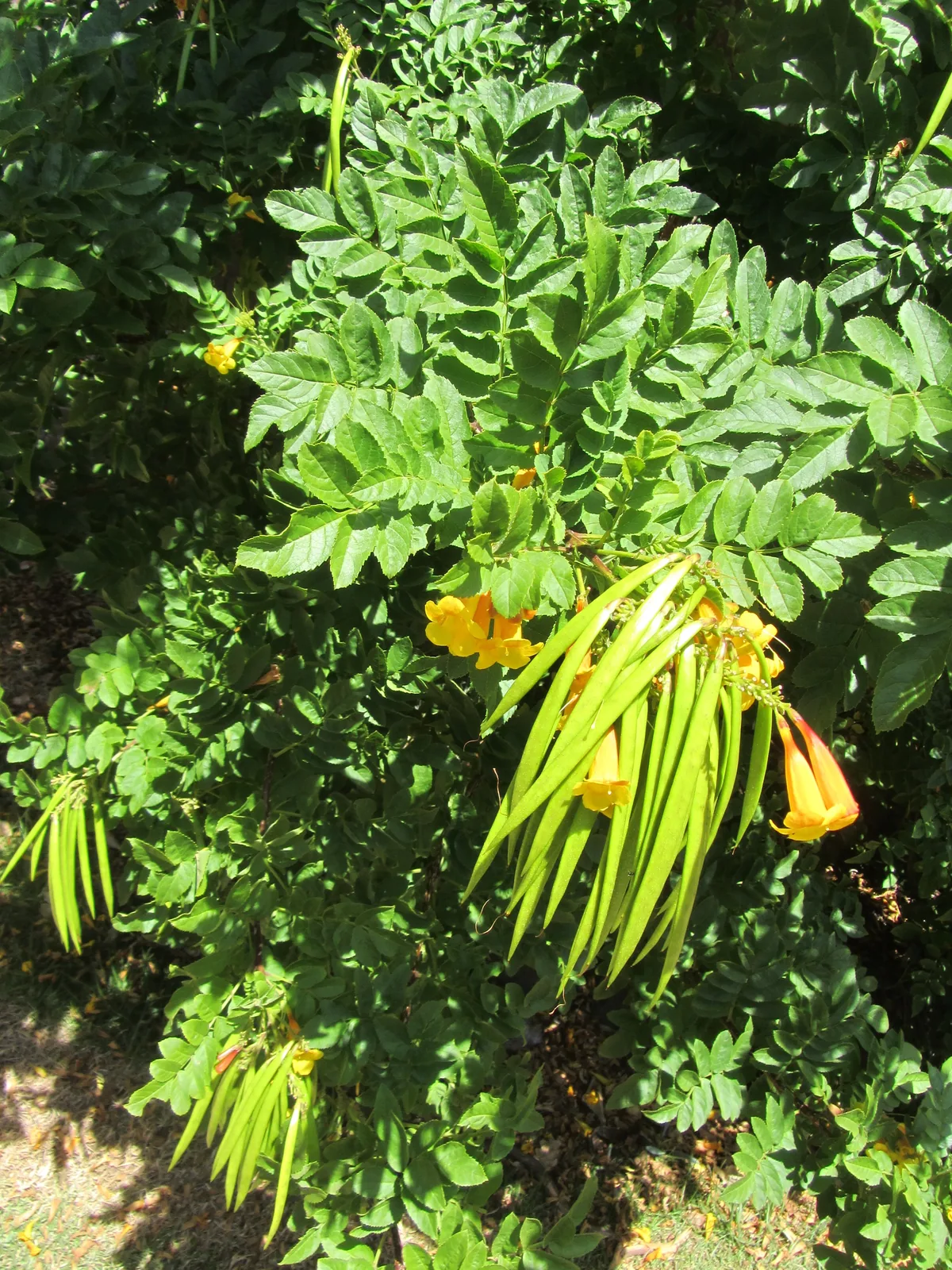 Esperanza (Tecoma stans), photograph