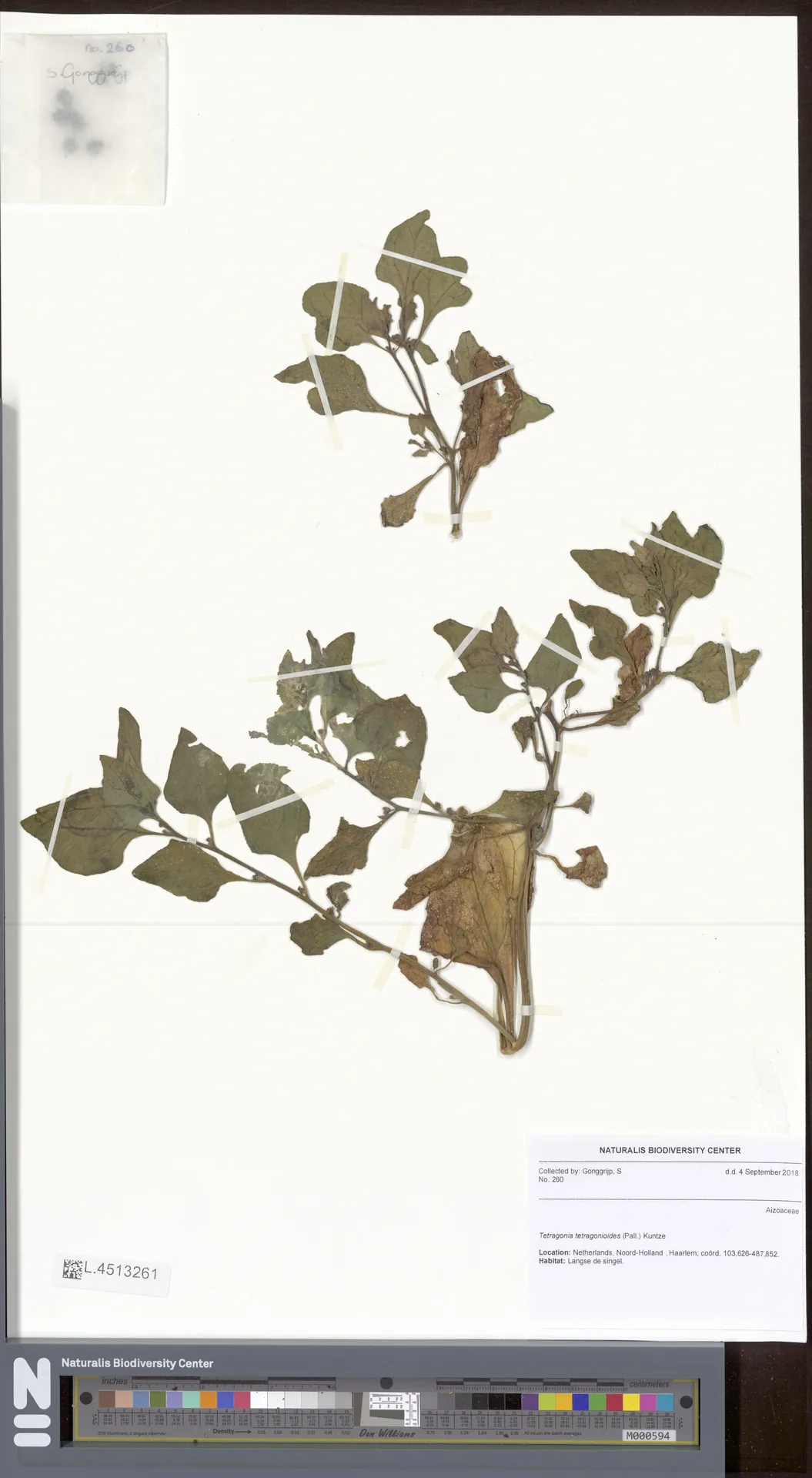 New Zealand Spinach (Tetragonia tetragonioides), photograph