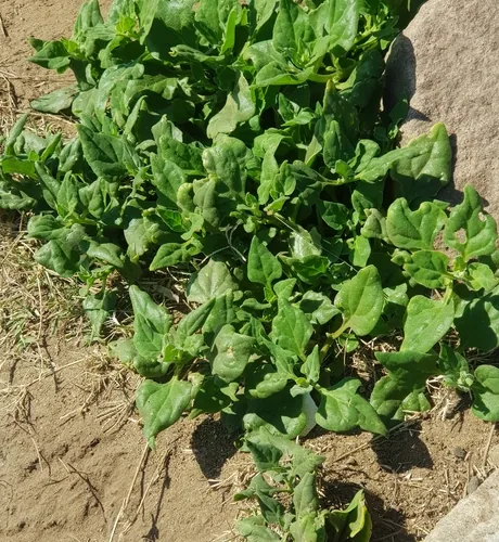 Photo: (c) Margaret Burger, some rights reserved (CC BY-SA) · cc-by-sa · via iNaturalist New Zealand Spinach (Tetragonia tetragonioides), photograph