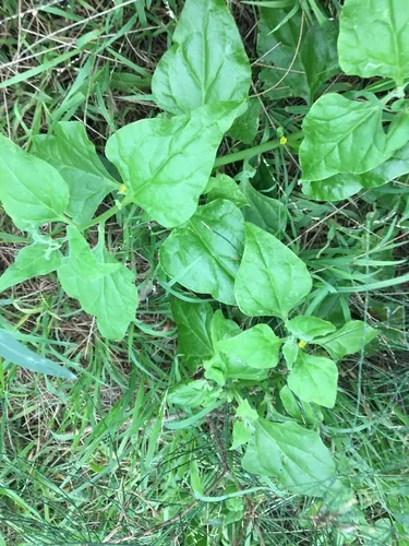 New Zealand Spinach (Tetragonia tetragonioides), photograph
