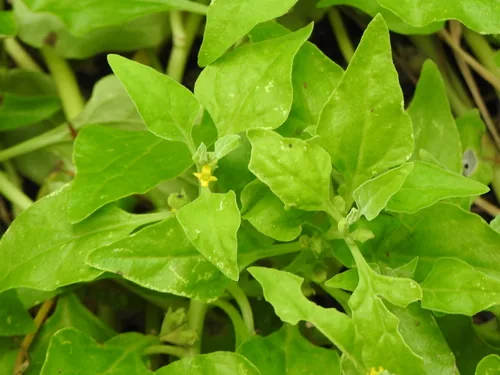 Photo: (c) Greg Tasney, some rights reserved · CC BY-SA · via iNaturalist New Zealand spinach (Tetragonia tetragonioides), photograph