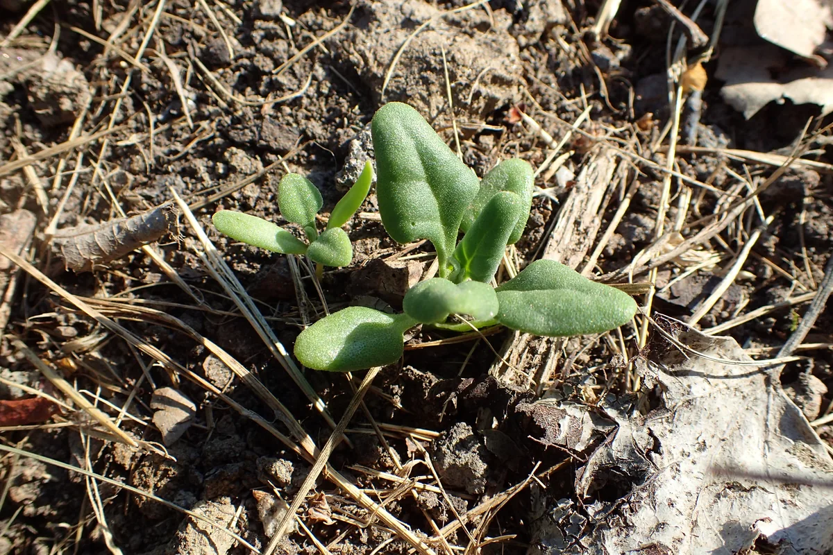 New Zealand Spinach (Tetragonia tetragonioides), photograph