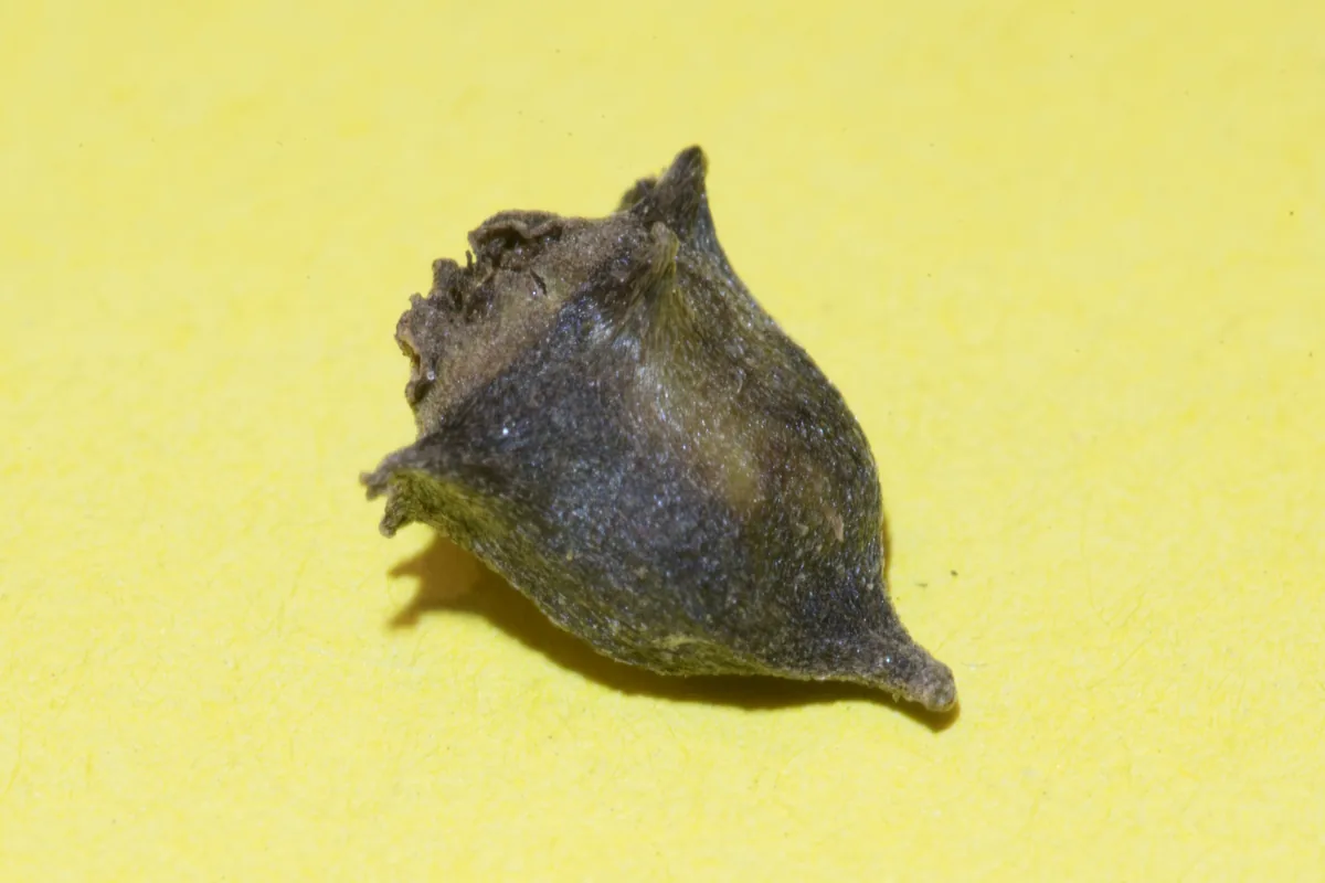 New Zealand Spinach (Tetragonia tetragonioides), photograph