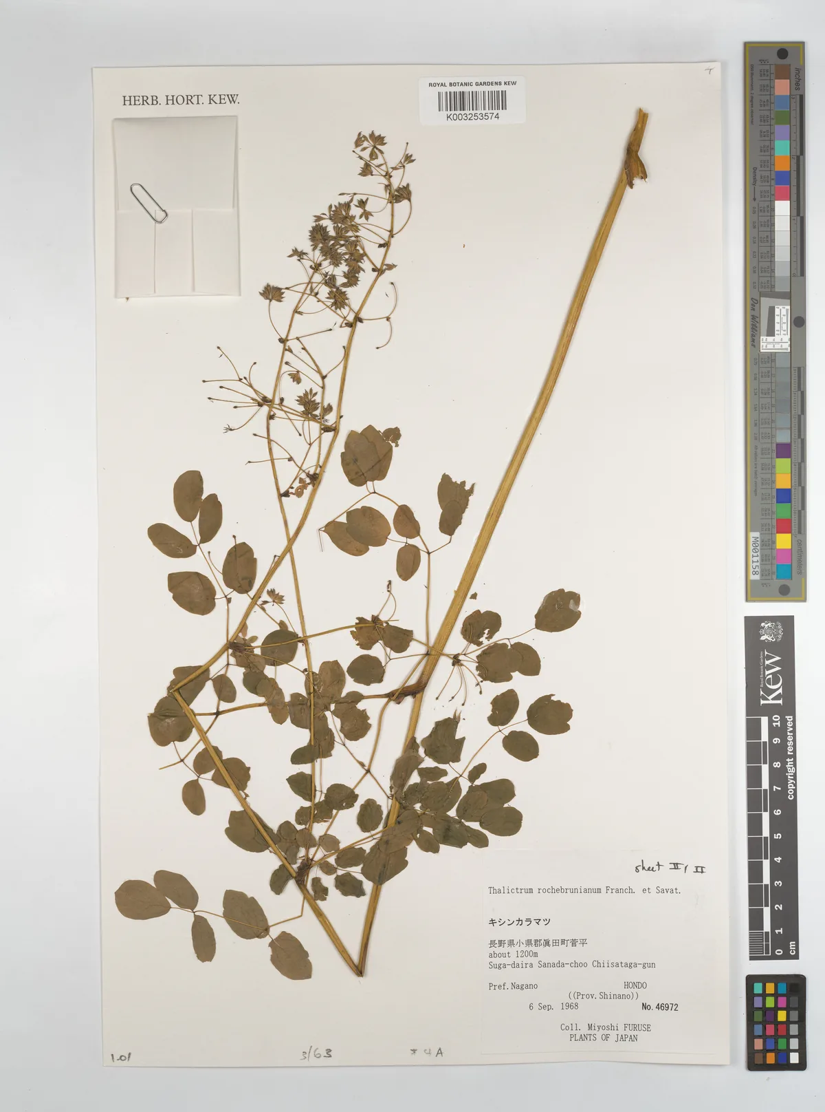 lavender mist meadow rue (Thalictrum rochebruneanum), photograph