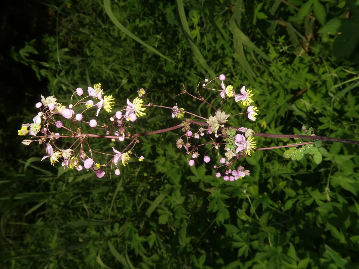 Photo: (c) Qwert1234, , via Wikimedia Commons · CC BY-SA 4.0 · via Wikimedia Commons Lavender Mist Meadow Rue (Thalictrum rochebruneanum), photograph