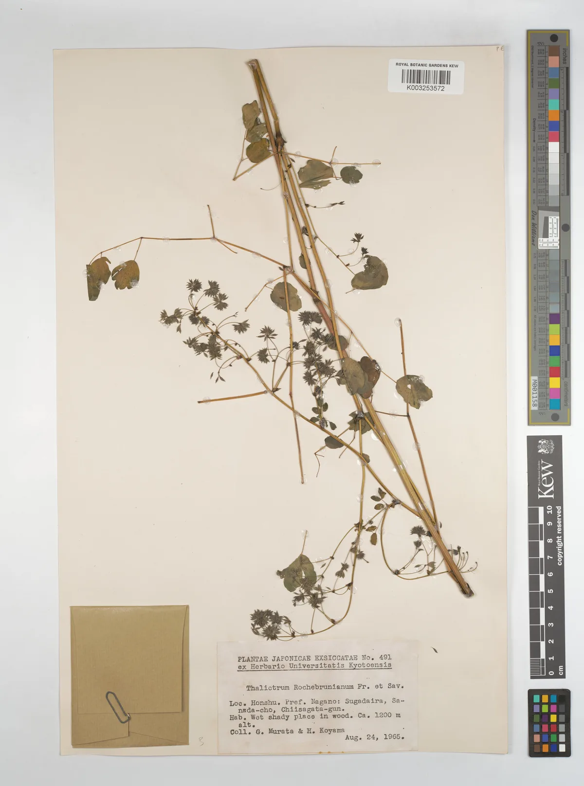 lavender mist meadow rue (Thalictrum rochebruneanum), photograph