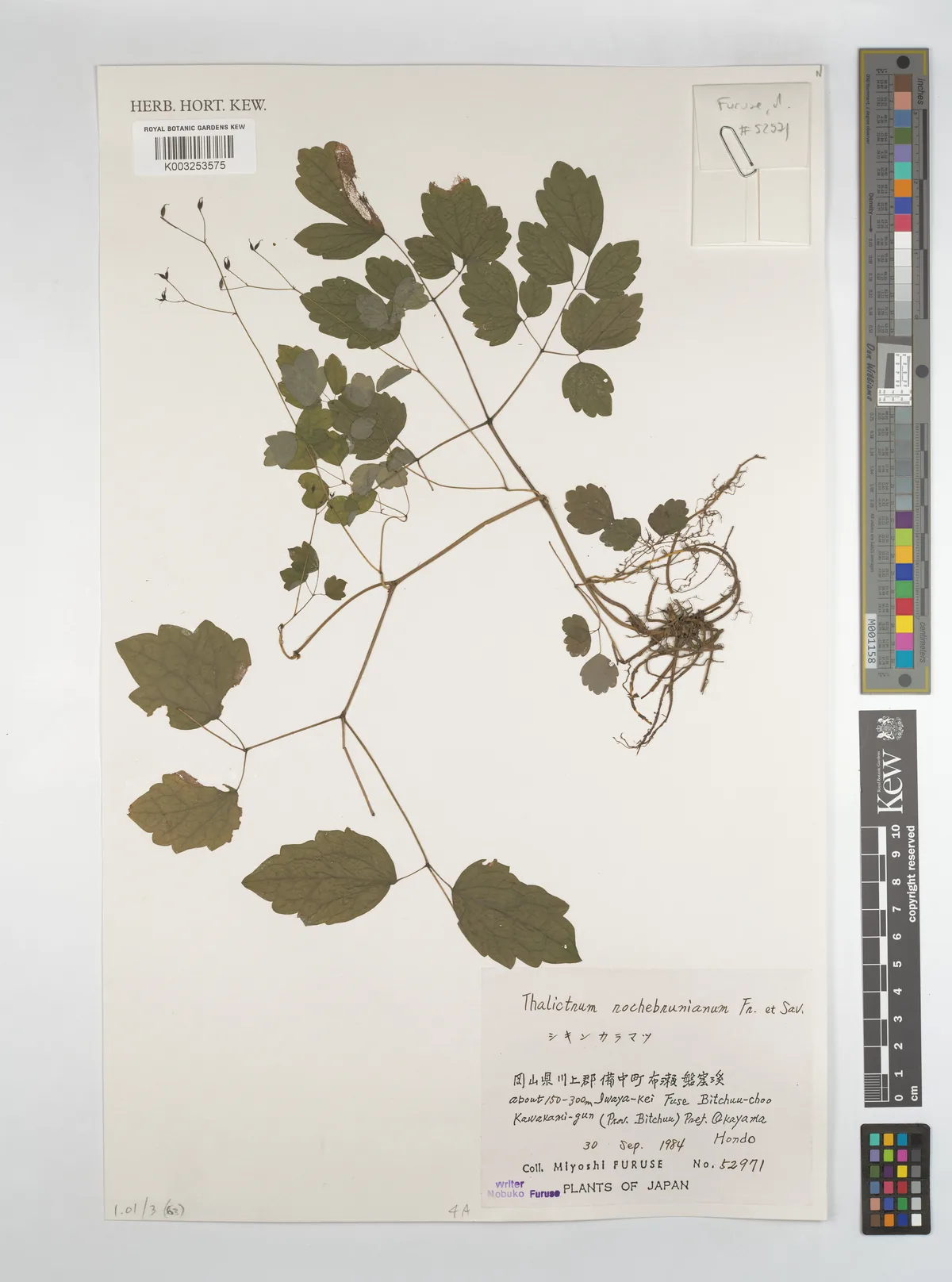lavender mist meadow rue (Thalictrum rochebruneanum), photograph