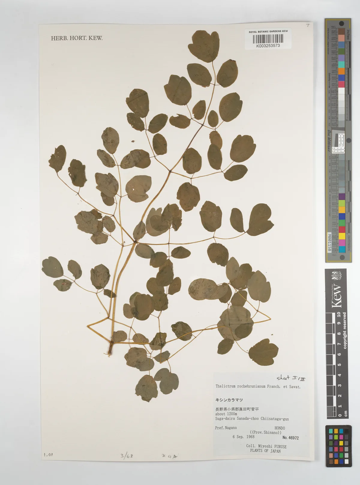 lavender mist meadow rue (Thalictrum rochebruneanum), photograph