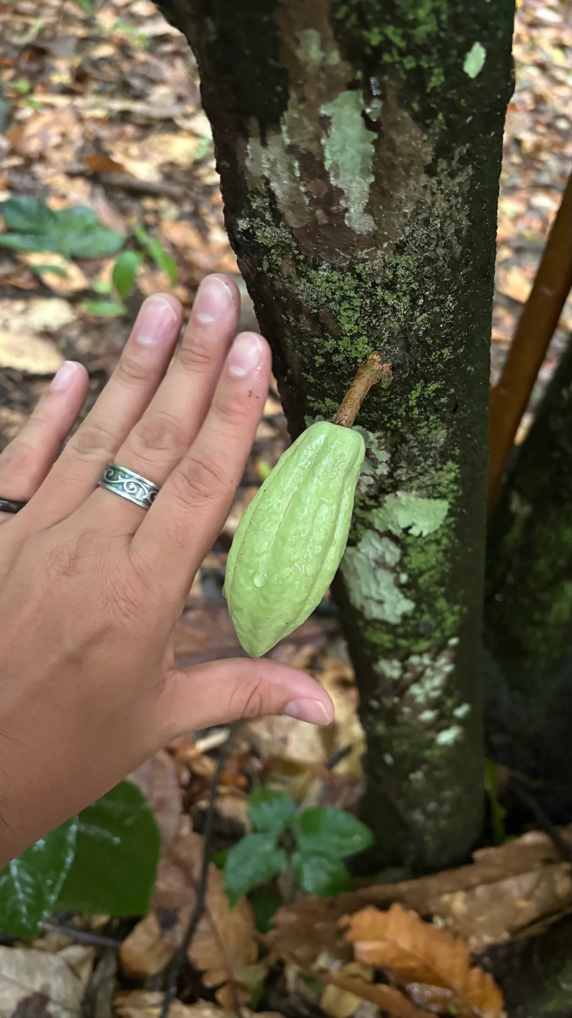 Photo: Derek Duplessis, via iNaturalist · CC BY · via GBIF cacao (Theobroma cacao), photograph