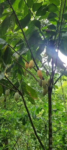 cacao (Theobroma cacao), photograph