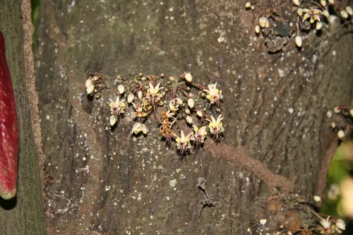 cacao (Theobroma cacao), photograph