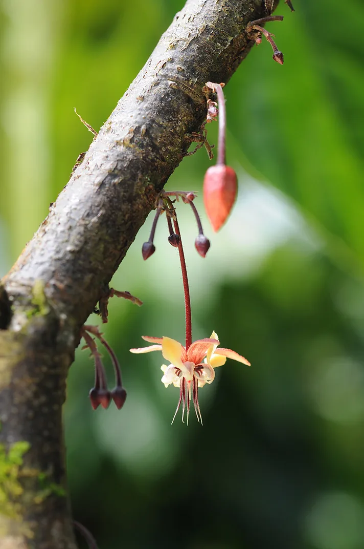 cacao (Theobroma cacao), photograph
