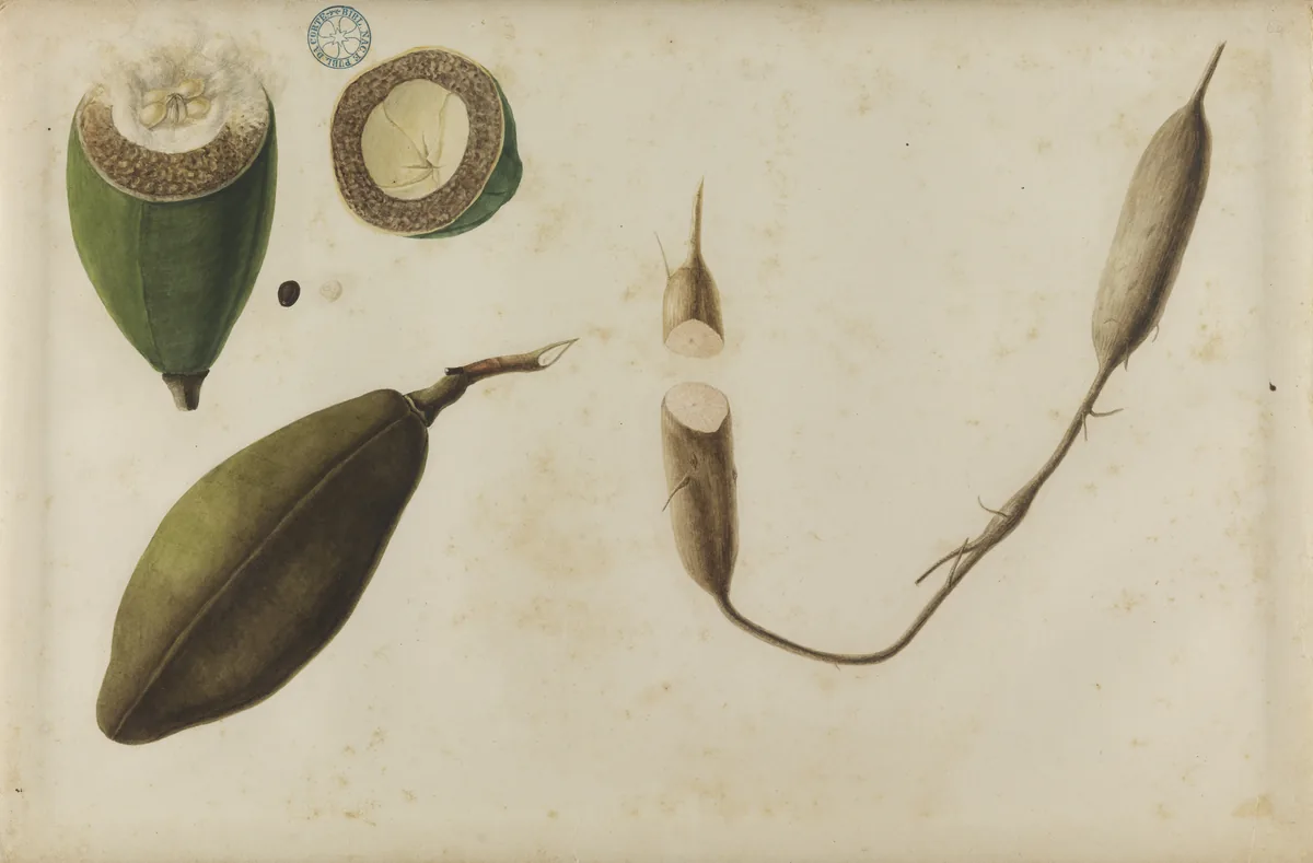 cacao (Theobroma cacao), botanical illustration