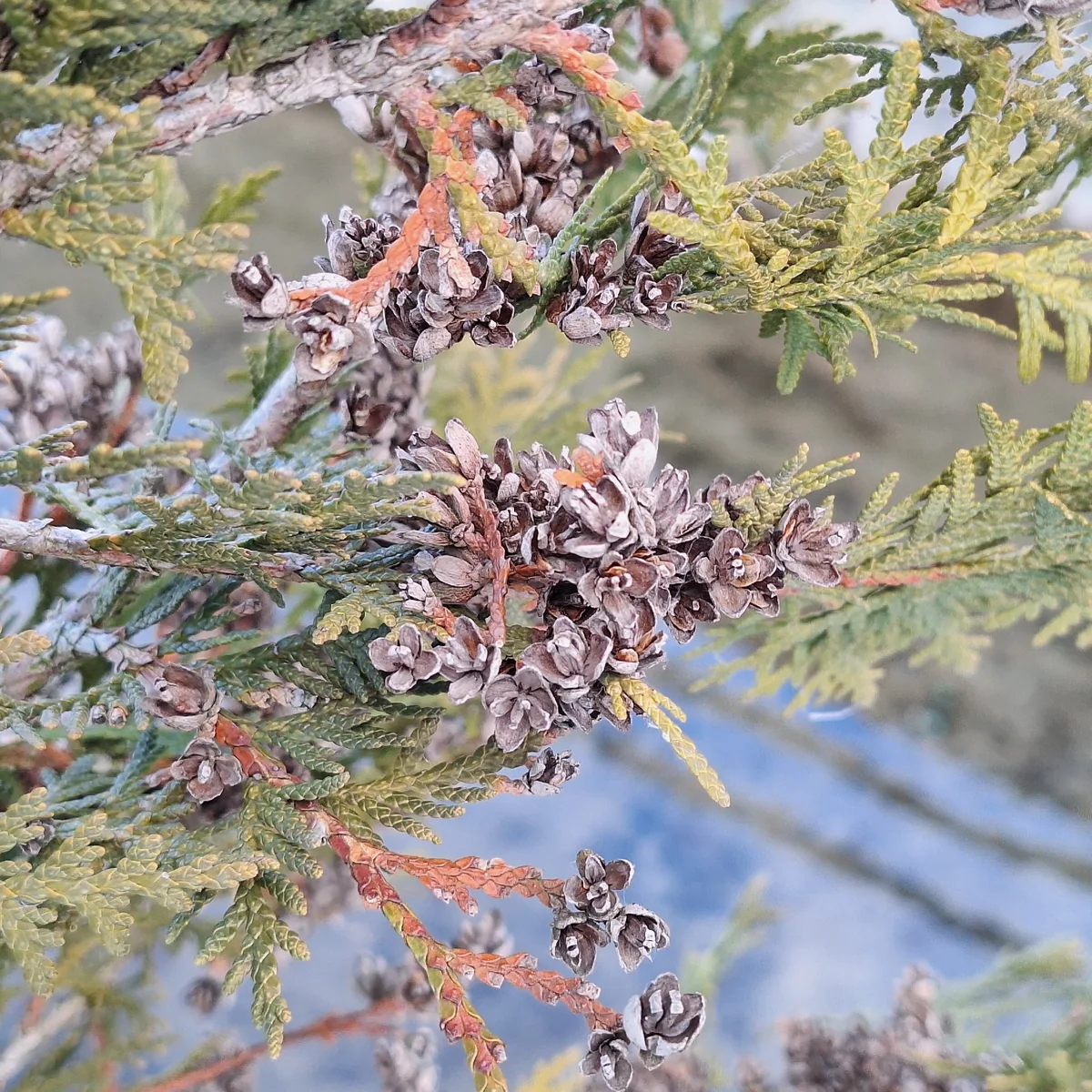 Photo: Marek Hrušovský, via iNaturalist · CC0 · via GBIF arborvitae (Thuja occidentalis), photograph
