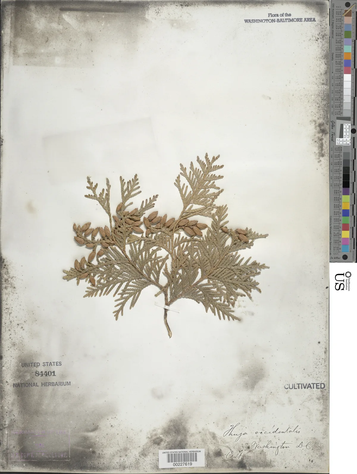 Arborvitae (Thuja occidentalis), photograph