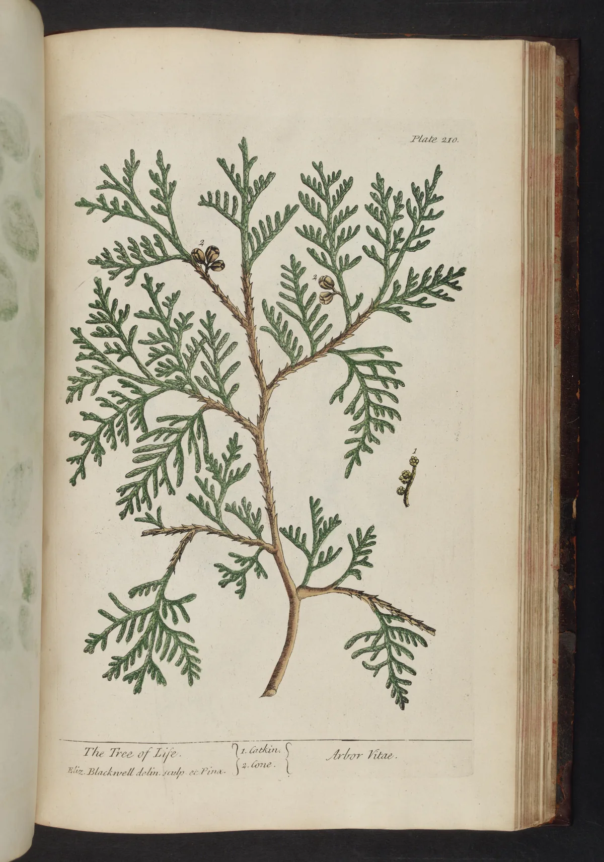 Arborvitae (Thuja occidentalis), botanical illustration