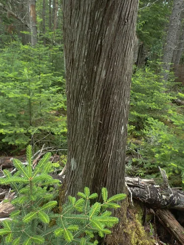 Arborvitae (Thuja occidentalis), photograph