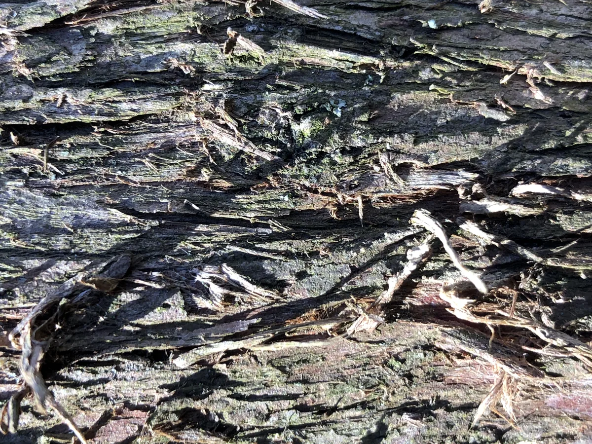 Arborvitae (Thuja occidentalis), photograph