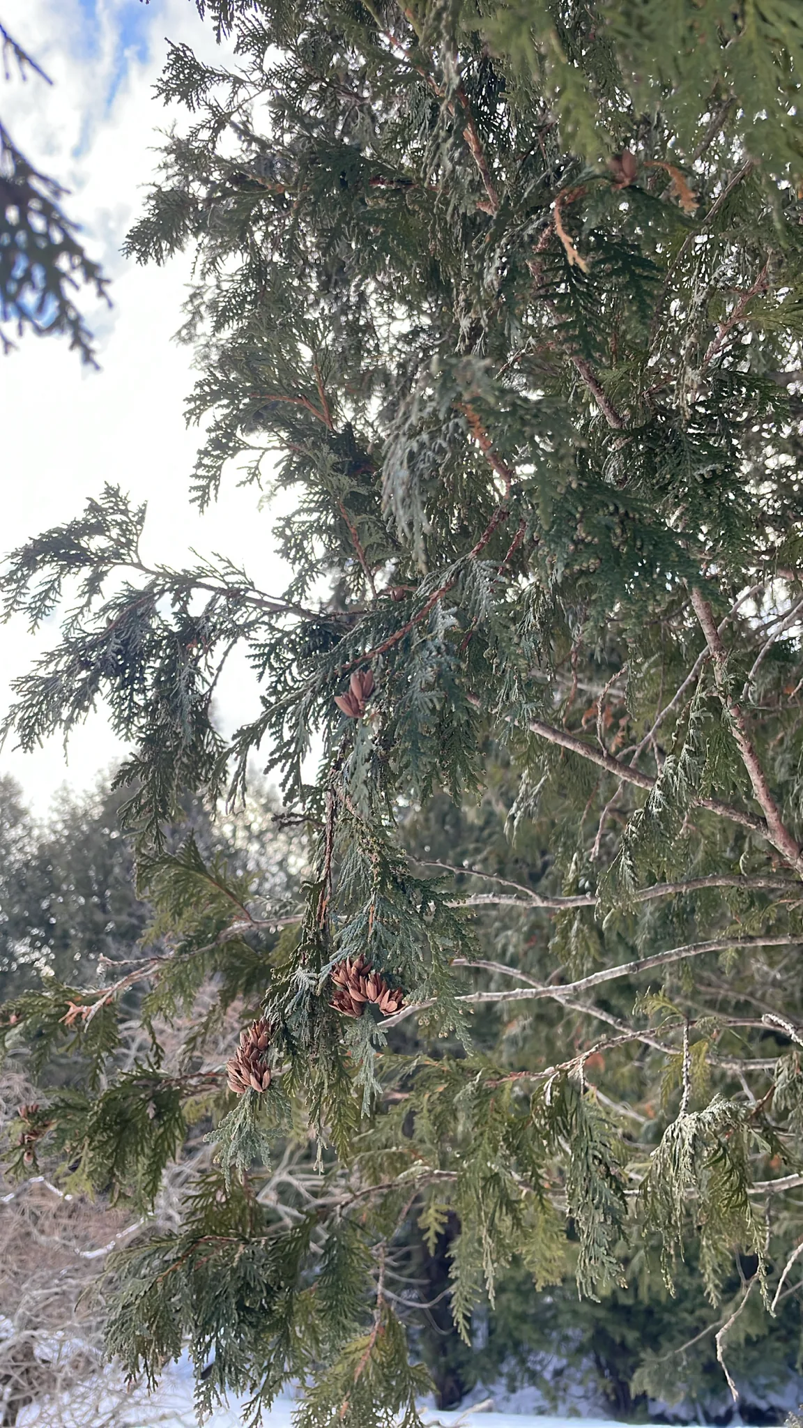 Arborvitae (Thuja occidentalis), photograph