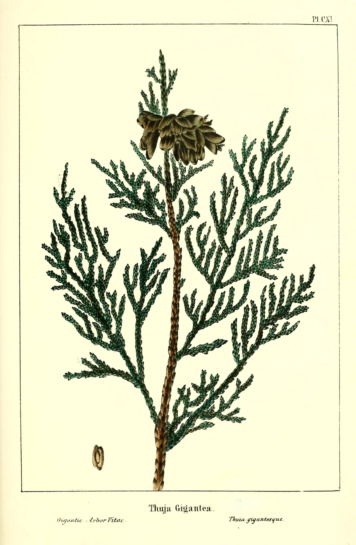 Western Red Cedar (Thuja plicata), botanical illustration