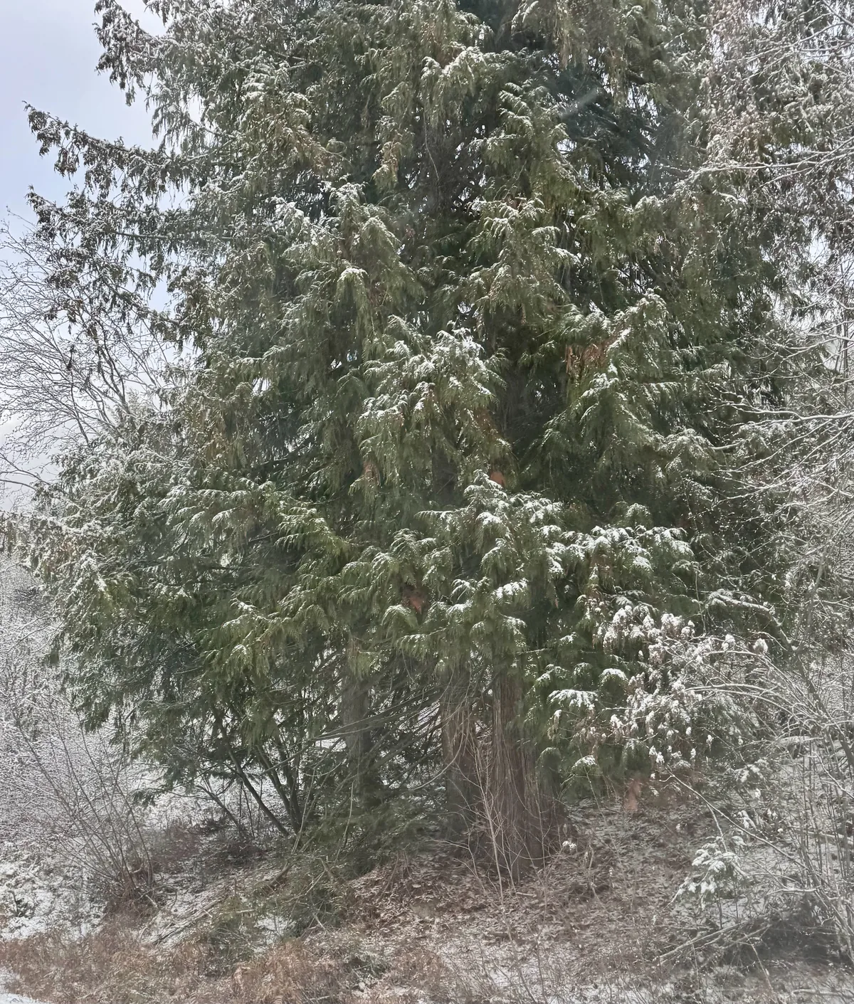 Western Red Cedar (Thuja plicata), photograph