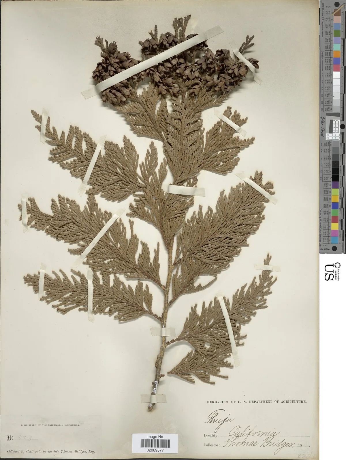 Western Red Cedar (Thuja plicata), photograph