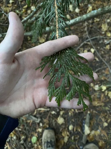 Photo: (c) Daniel Kennedy, some rights reserved (CC BY) · cc-by · via iNaturalist Western Red Cedar (Thuja plicata), photograph