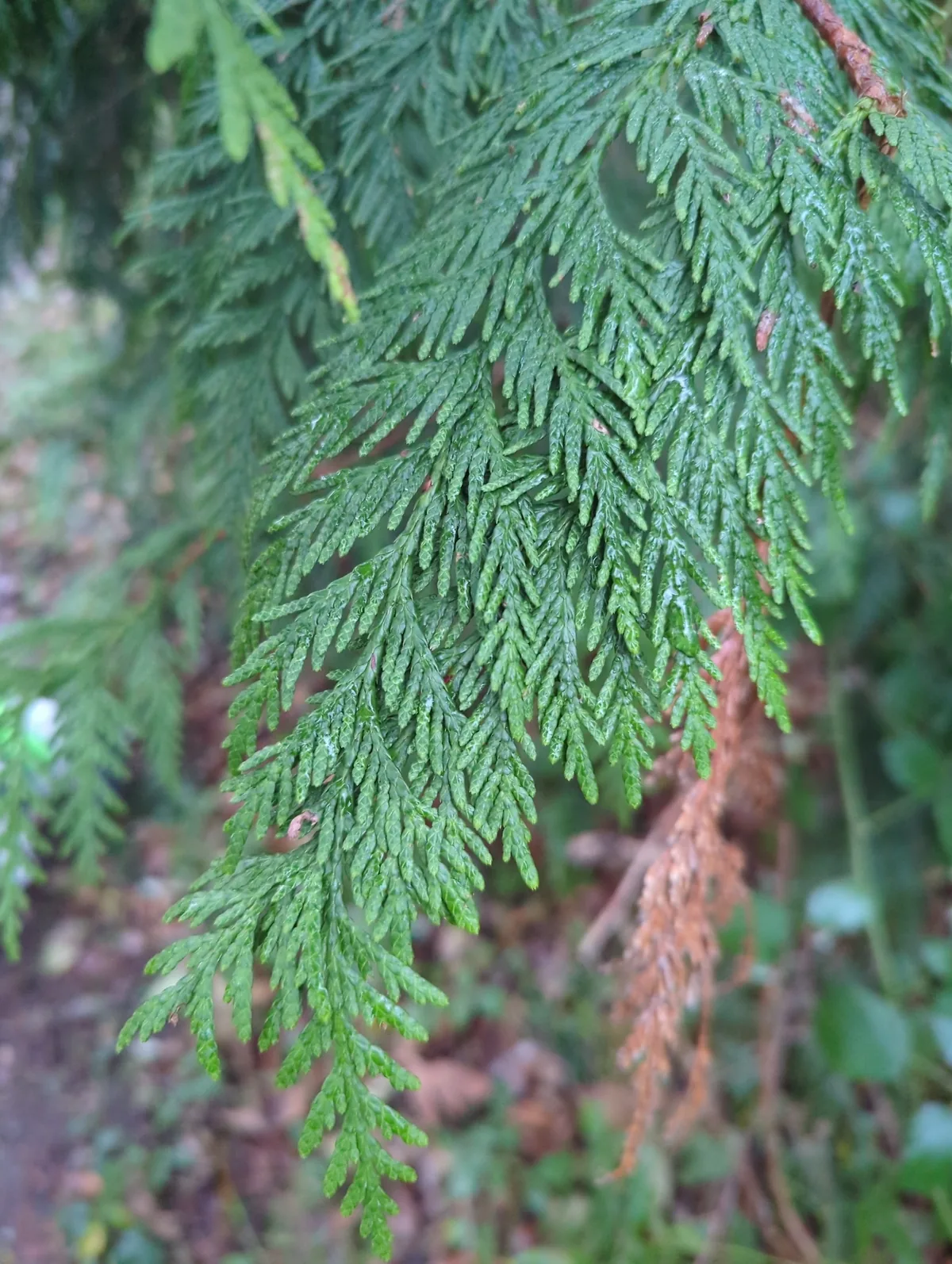 Western Red Cedar, photograph