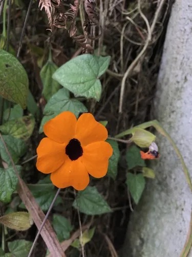 black-eyed Susan vine (Thunbergia alata), photograph