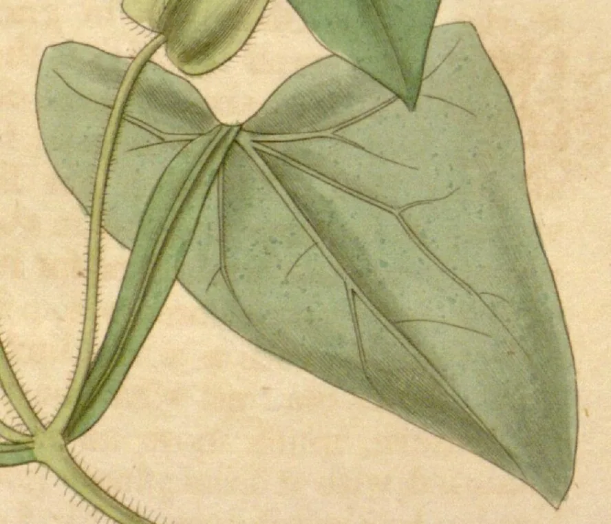 black-eyed Susan vine (Thunbergia alata), botanical illustration