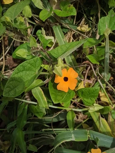 black-eyed Susan vine (Thunbergia alata), photograph