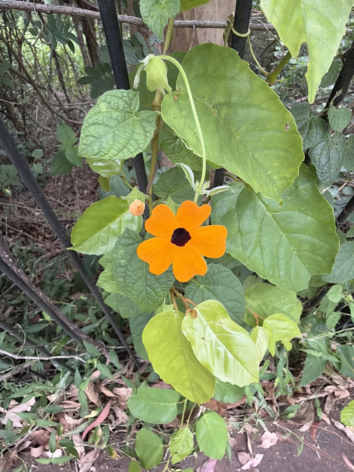Photo: Martin Hannan-Jones, via iNaturalist · CC BY · via GBIF black-eyed Susan vine (Thunbergia alata), photograph