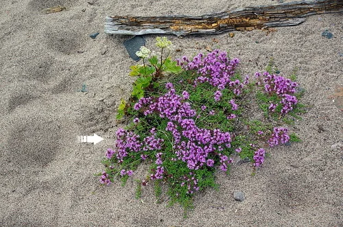 Photo: (c) Георгий Виноградов (Georgy Vinogradov), some rights reserved (CC BY) · cc-by · via iNaturalist Creeping Thyme (Thymus serpyllum), photograph
