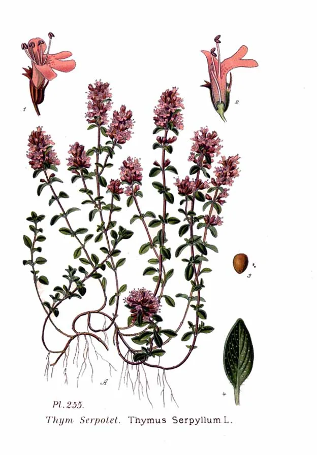 Creeping Thyme (Thymus serpyllum), botanical illustration