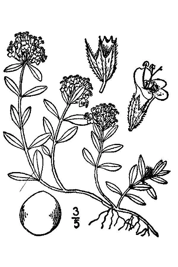 Creeping Thyme (Thymus serpyllum), botanical illustration