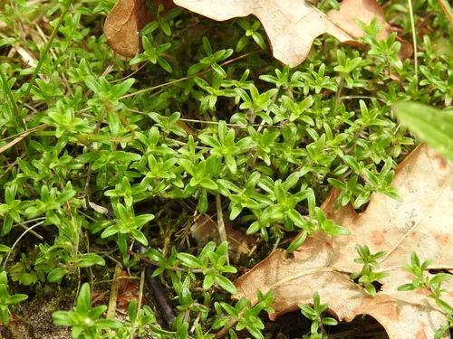 Photo: no rights reserved · CC0 · via iNaturalist creeping thyme (Thymus serpyllum), photograph