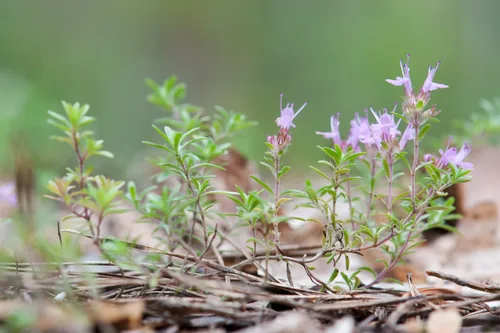 Creeping Thyme (Thymus serpyllum), photograph