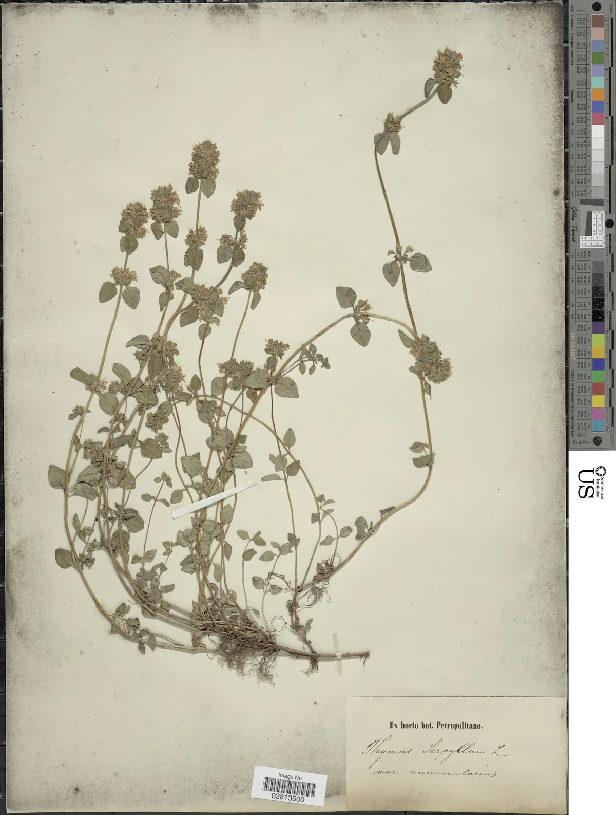 Creeping Thyme (Thymus serpyllum), photograph