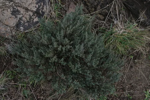 Thyme (Thymus vulgaris), photograph