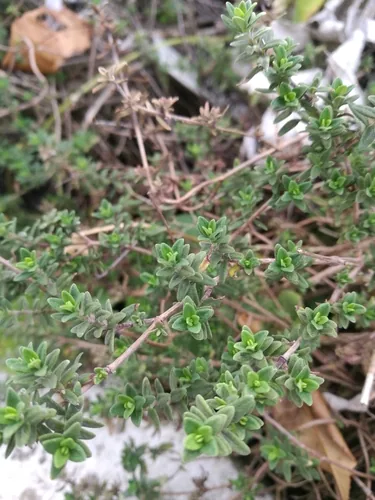 Thyme (Thymus vulgaris), photograph