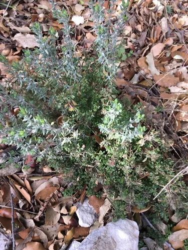 Photo: (c) Ryan McMinds, some rights reserved (CC BY) · cc-by · via iNaturalist Thyme (Thymus vulgaris), photograph