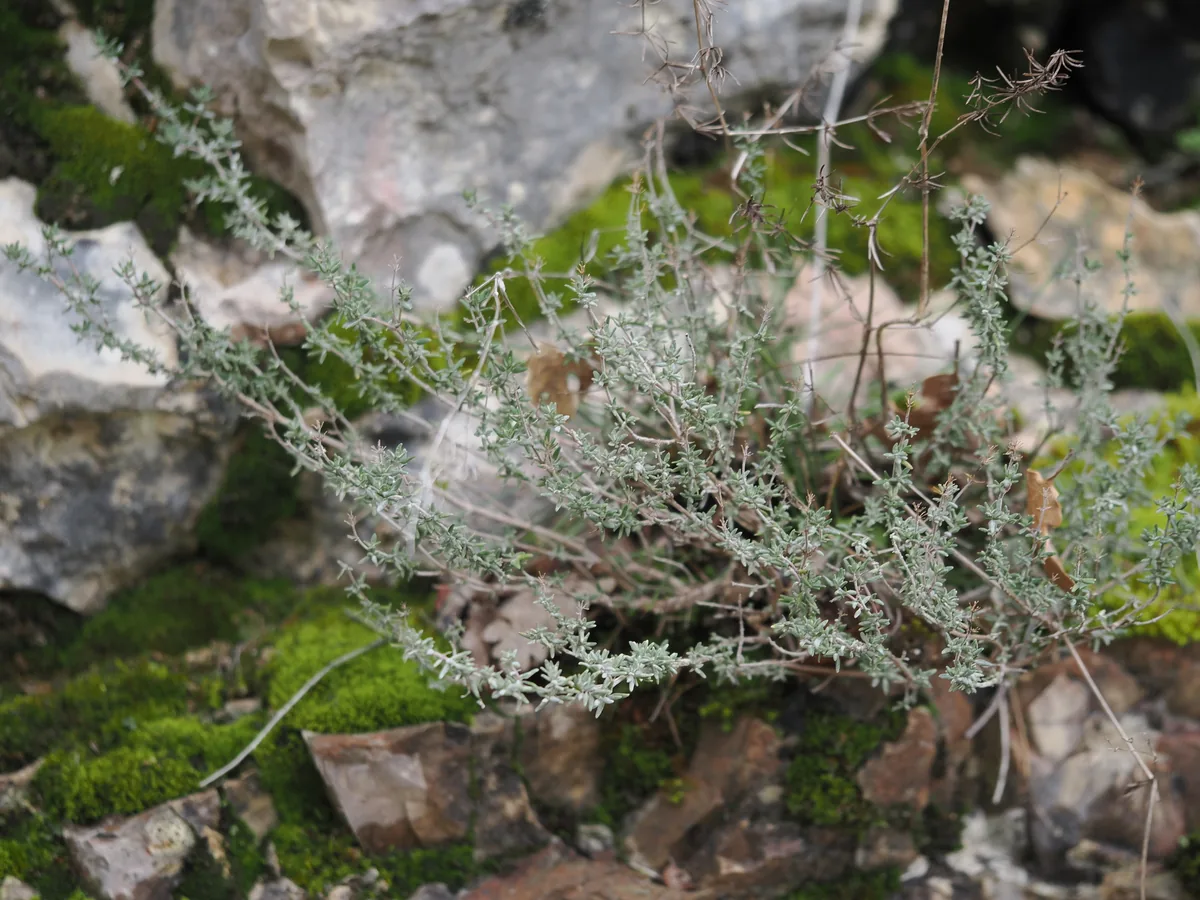 Thyme (Thymus vulgaris), photograph