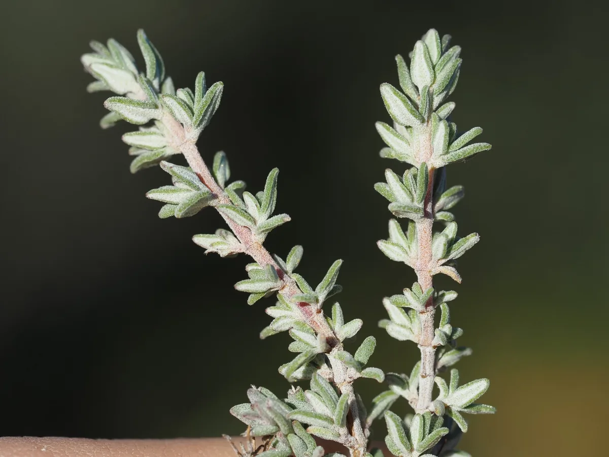 Photo: Louis Aureglia, via iNaturalist · CC BY · via GBIF thyme (Thymus vulgaris), photograph
