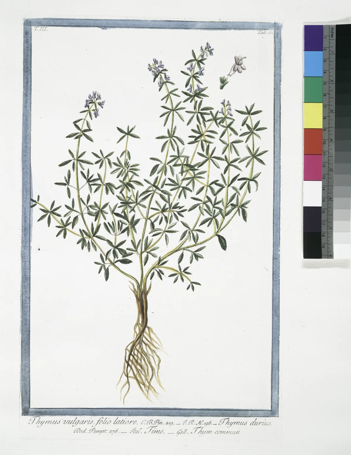 Thyme (Thymus vulgaris), botanical illustration